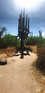 Cactus in park against sky