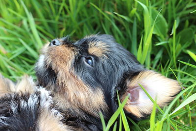 Close-up of a dog on field