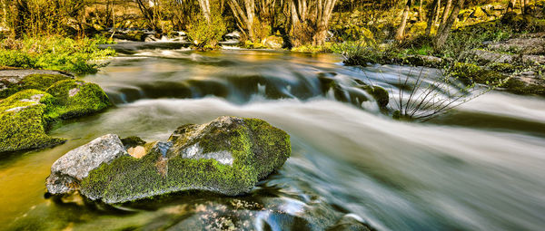 Scenic view of river flowing through rocks in forest