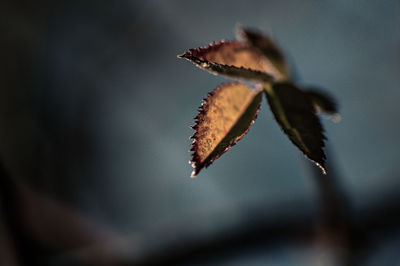 close-up