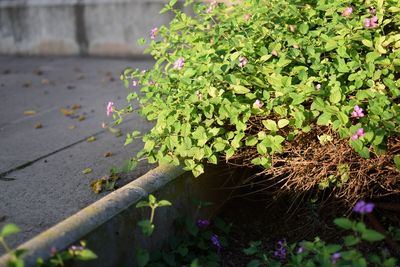 High angle view of flowering plants