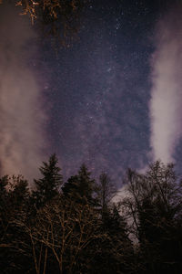 Low angle view of trees against sky at night