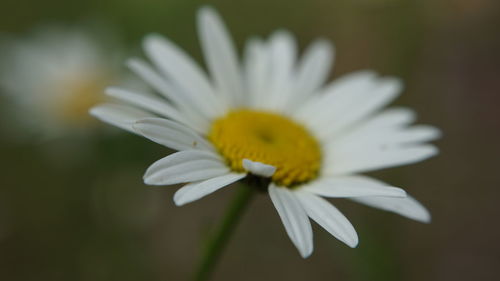 Close-up of white flower