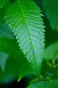 Close-up of green leaves