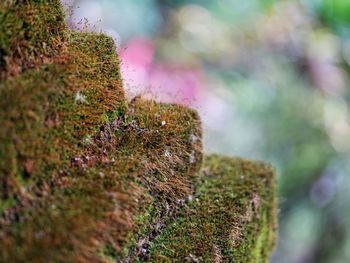 Close-up of moss growing on tree