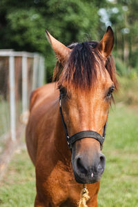 Close-up of horse standing on field