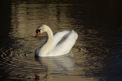 Swan swimming in lake