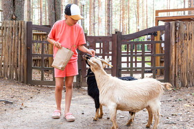 A child feeds two goats from a paper bag at a zoo or farm. pet therapy.