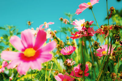 Close-up of pink cosmos flowers on field