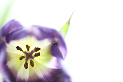 Close-up of purple flowers