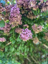 Close-up of pink flowering plant