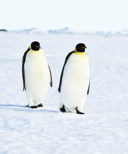 Penguin on snow