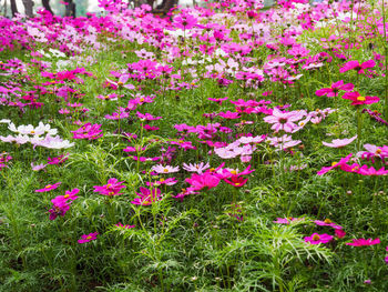 Close-up of pink flowering plants on field