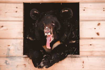 A himalayan black bear lies yawning in a wooden box. keeping large predators in captivity