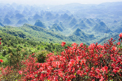 Scenic view of flowering plants and mountains