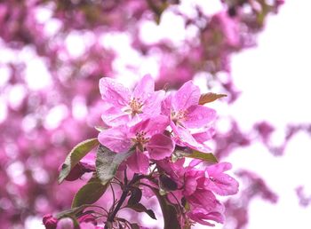 Close-up of pink flowers blooming on tree