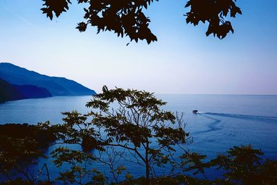 Silhouette tree by sea against clear blue sky