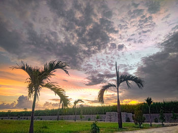 Palm trees against sky during sunset