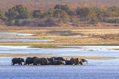 Elephants walking in lake