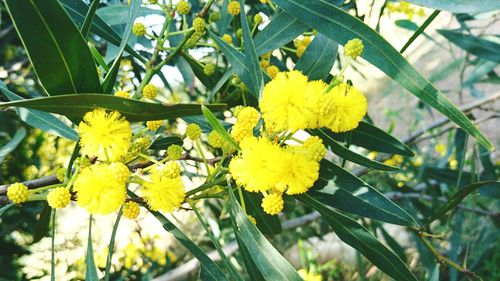 Close-up of yellow flowers