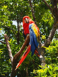 Colourful macaw 