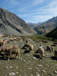 Flock of sheep on a land