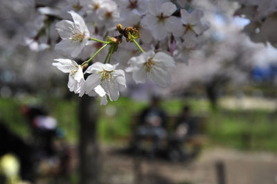 Close-up of white cherry blossoms in spring