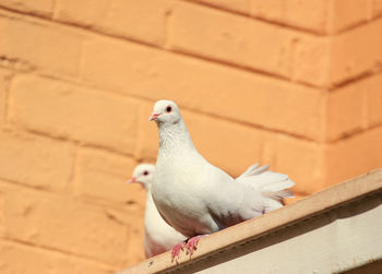 White doves on a roof