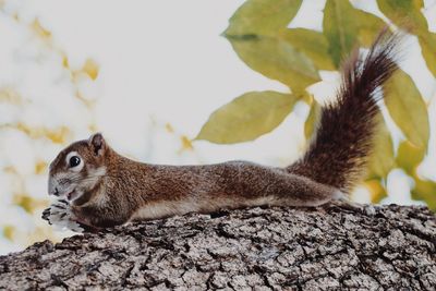 Close-up of squirrel