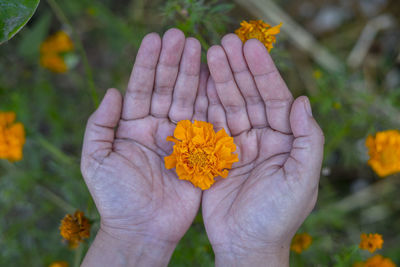 Close-up of hand holding yellow flower