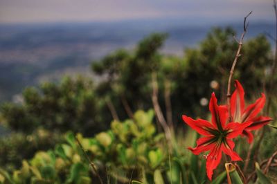 Close-up of red flower