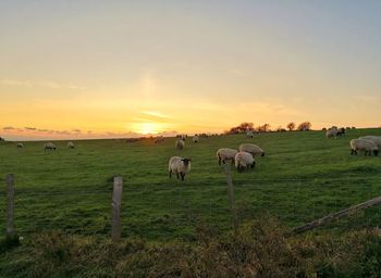 Horses grazing in a field