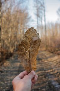 Close-up of hand holding leaf on land