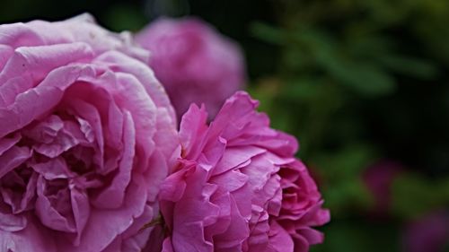 Close-up of pink flowers blooming outdoors