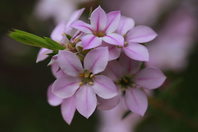 Close-up of pink flowering plant