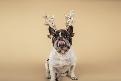 Dogs dressed for christmas in reindeer costume.
