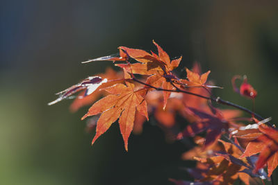 Close-up of maple leaves on tree