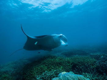 Close-up of manta ray swimming in sea
