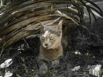 Portrait of cat sitting on land