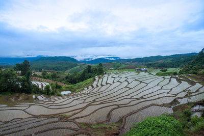 Scenic view of agricultural field against sky