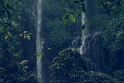 View of waterfall in forest