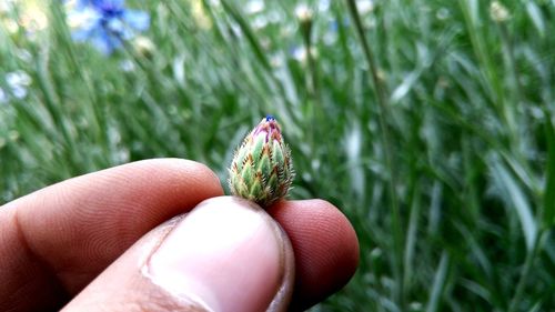 Close-up of hand holding flower bud 