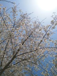 Low angle view of tree against sky