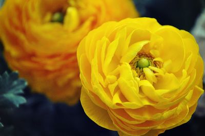 Close-up of yellow rose