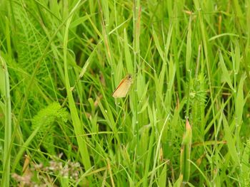Close-up of butterfly on grass