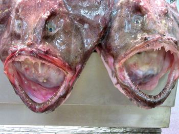 High angle view of monkfish at market stall