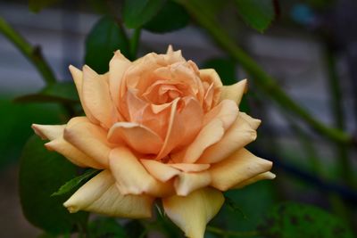 Close-up of rose flower