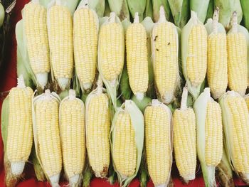 Close-up of sweet corn