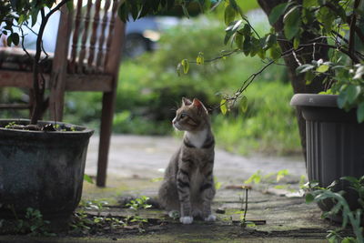 View of a cat sitting outdoors