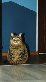 Cat sitting on table at home